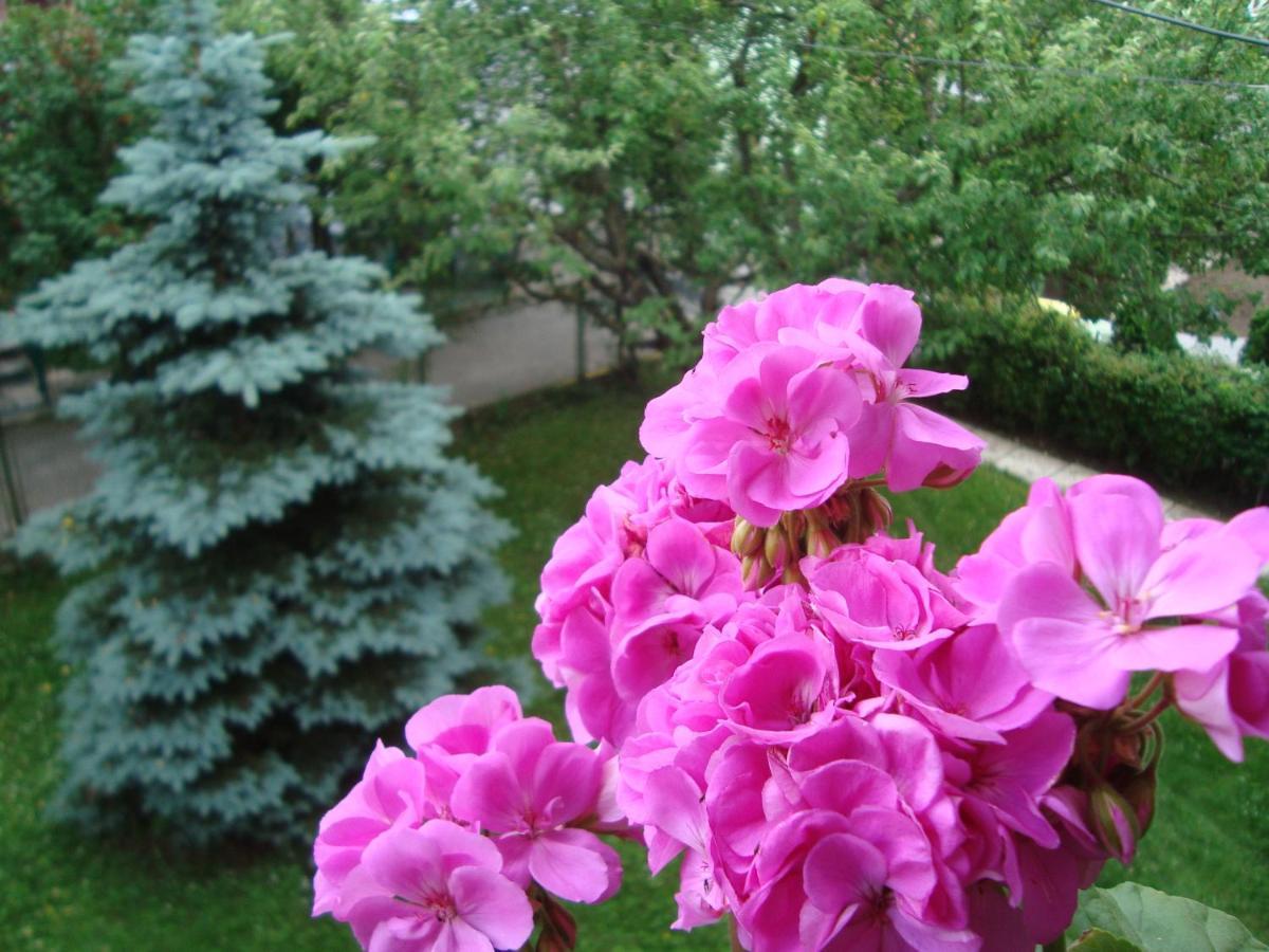 Отель Casa Cu Flori Буштени Экстерьер фото